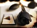 Feliz d&iacute;a de Sant Jordi...