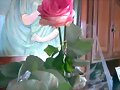 La rosa...