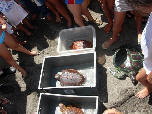 Suelta de tortugas marinas en tenerife
