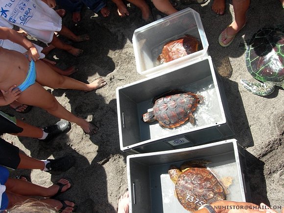 Suelta de tortugas marinas en tenerife