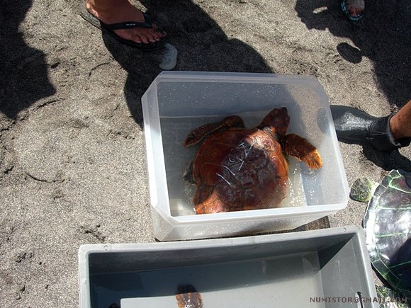 Suelta de tortugas marinas en tenerife