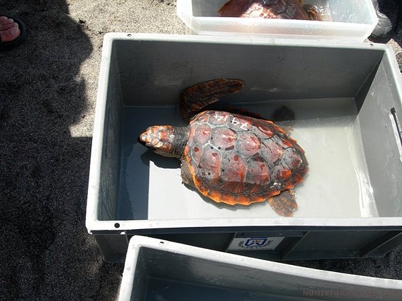 Suelta de tortugas marinas en tenerife