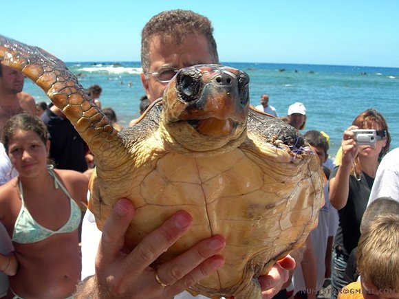 Suelta de tortugas marinas en tenerife