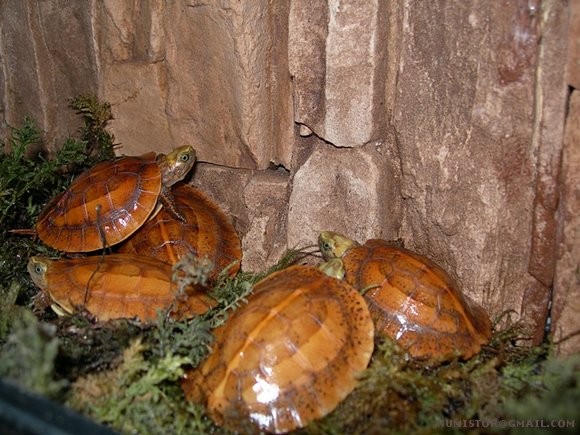 cuora galbinifrons