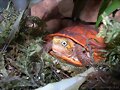 cuora galbinifrons