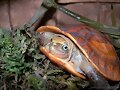 cuora galbinifrons