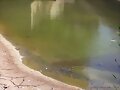 leprosos salvajes