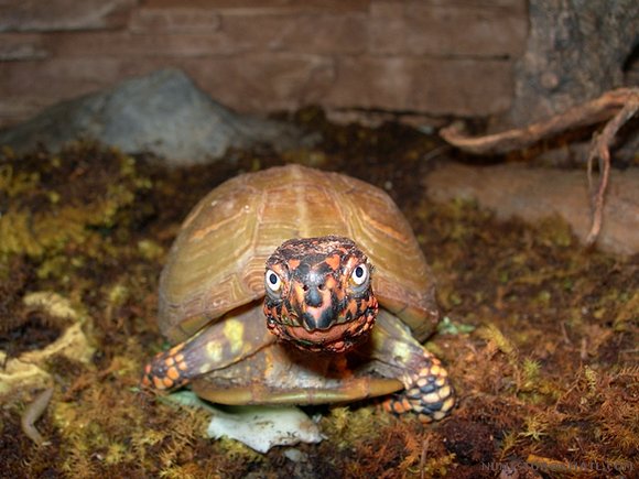 Terrapene carolina triunguis