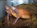 Geoemyda spengleri
