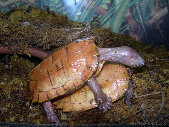 Geoemyda spengleri
