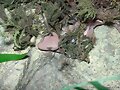 Rhacodactilus ciliatus