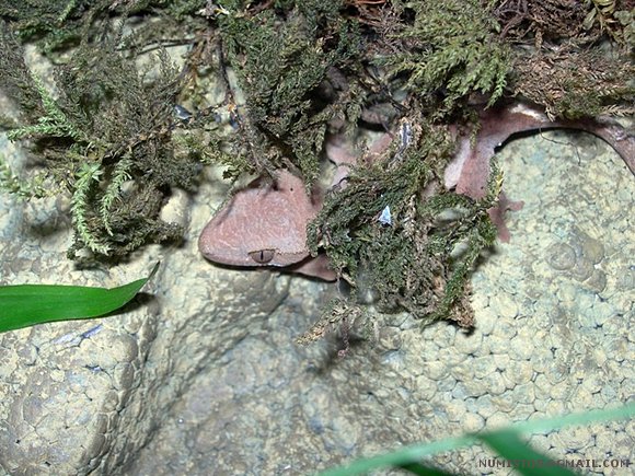 Rhacodactilus ciliatus