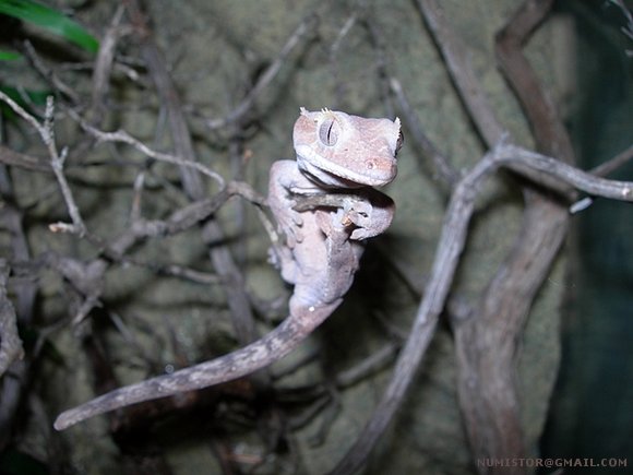 Rhacodactilus ciliatus