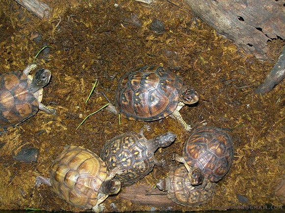 Terrapenes variadas