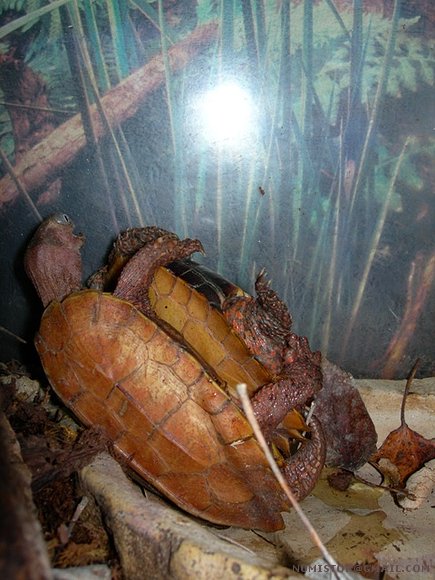 Geoemyda spengleri