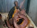 Geoemyda spengleri