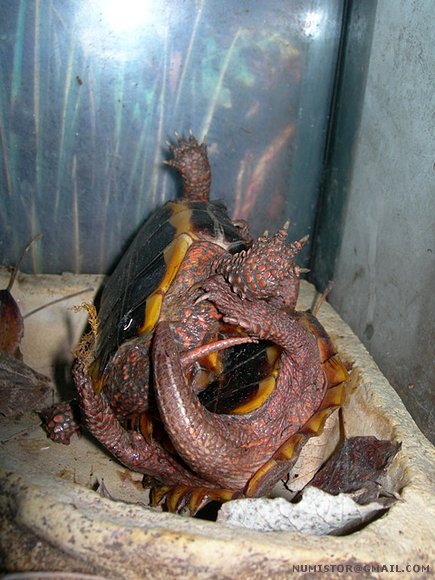 Geoemyda spengleri