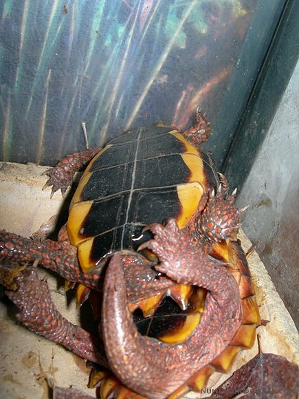 Geoemyda spengleri