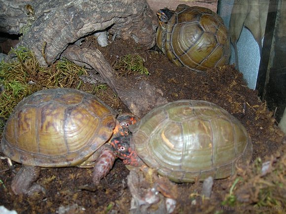 Terrapene carolina triunguis