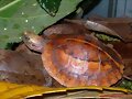 cuora galbinifrons