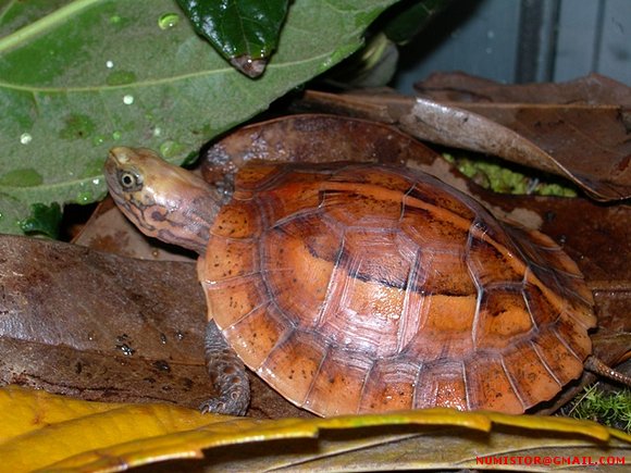 cuora galbinifrons
