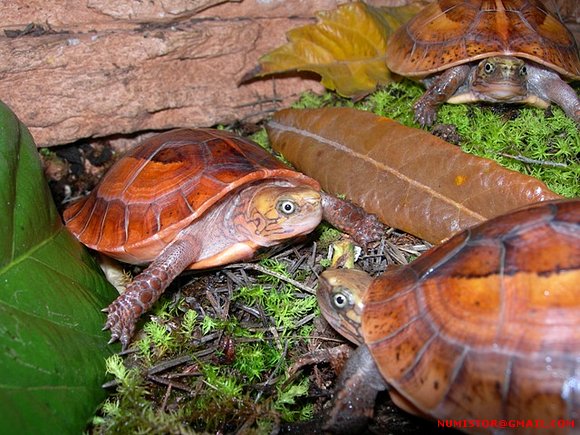 cuora galbinifrons