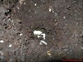 Puesta de terrapene carolina triunguis