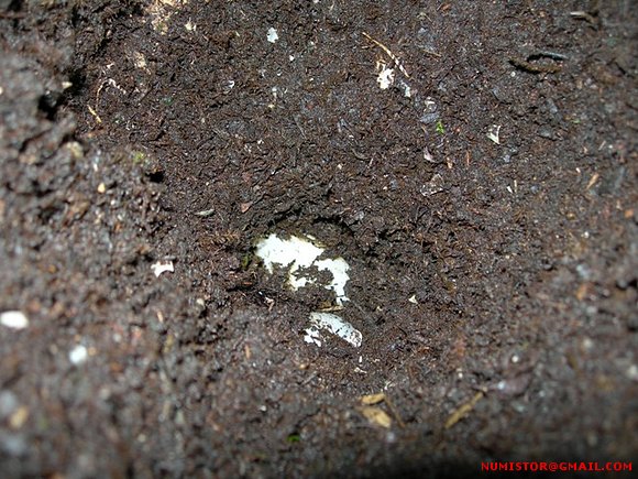 Puesta de terrapene carolina triunguis