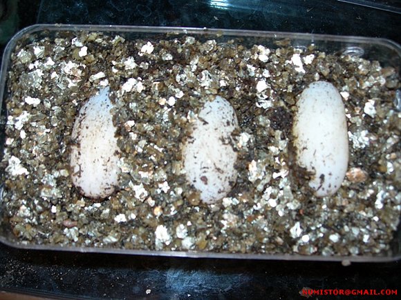Puesta de terrapene carolina triunguis