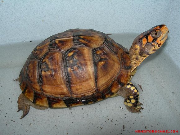 Terrapene carolina triunguis