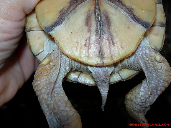Terrapene carolina triunguis