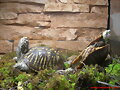 terrapene ornata