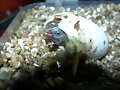Nacimiento geoemyda spengleri