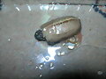 Nacimiento geoemyda spengleri