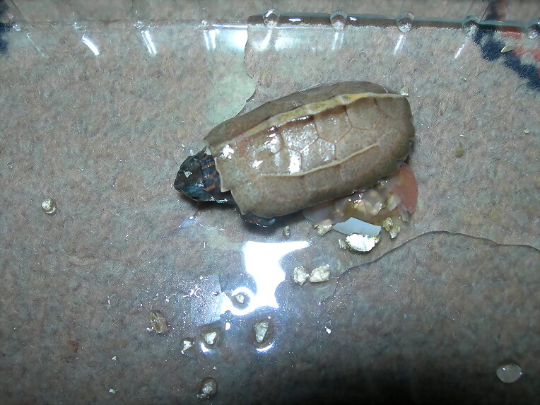 Nacimiento geoemyda spengleri