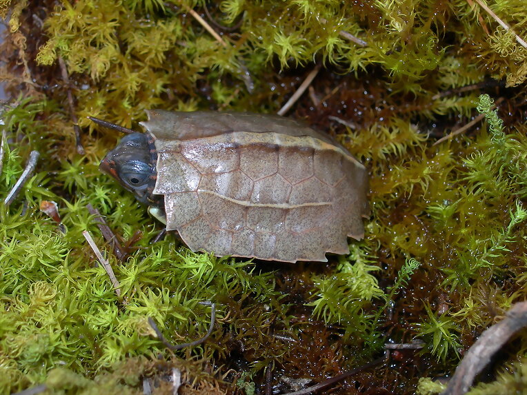 Nacimiento geoemyda spengleri
