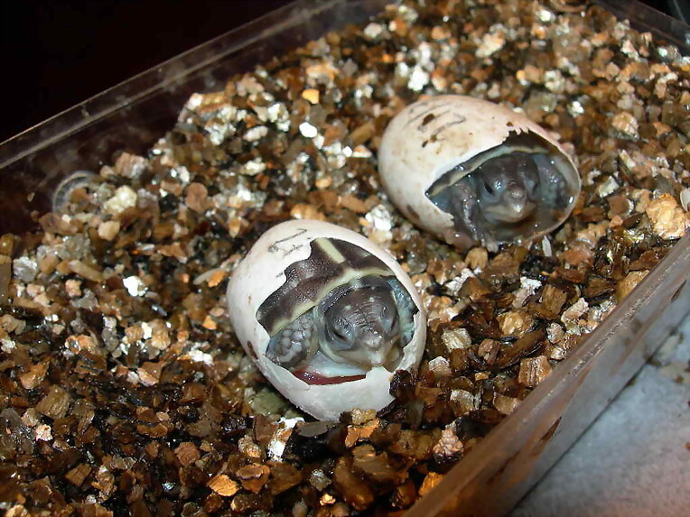 Nacimiento Terrapene ornata