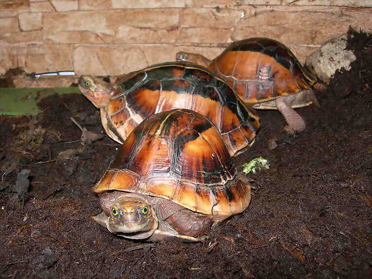 Cuora galbinifrons bourreti