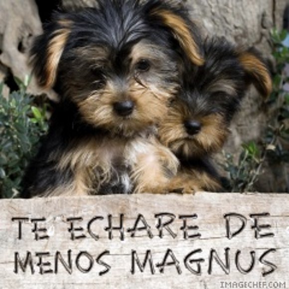 TE ECHARE DE MENOS MAGNUS
