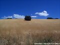 paisaje sanroque&ntilde;o(verano)