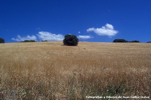 paisaje sanroqueño(verano)