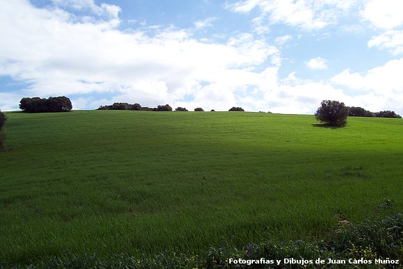 paisaje sanroqueño (primavera)