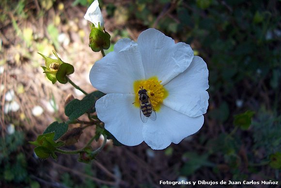 flor de la jara