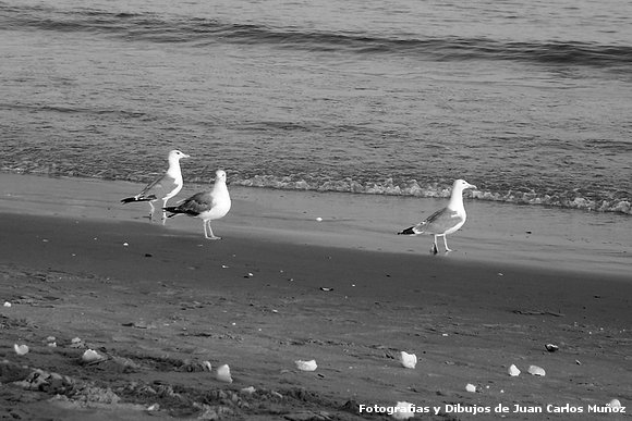 Gaviotas