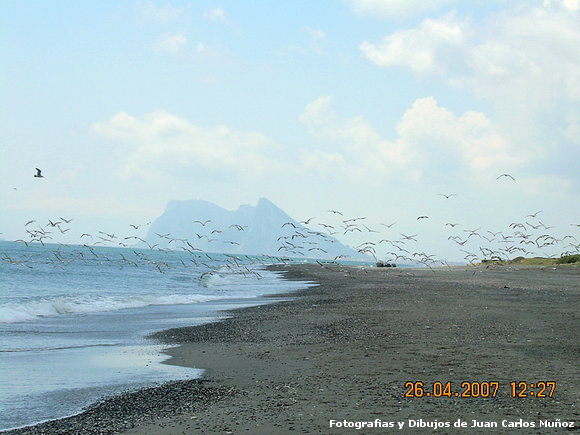 gaviotas