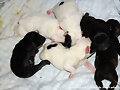 CAMADA DE PERRITOS