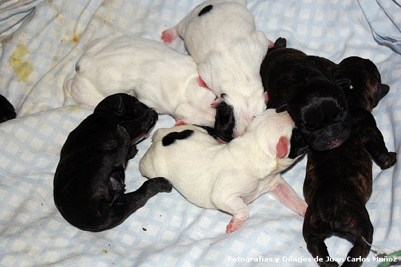 CAMADA DE PERRITOS