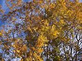 Nogal  Oto&ntilde;o