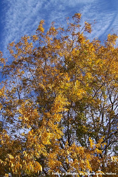 Nogal  Otoño