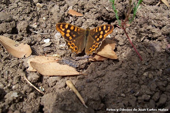 mariposa
